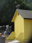 Picture Title - Fresh paint on Shed