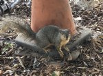 Picture Title - Friendly tree squirrel 