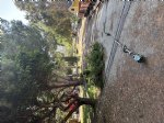 Picture Title - Tree branch trimming